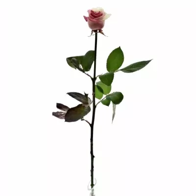 Duhová růže RAINBOW JAPAN 60cm (XXL)