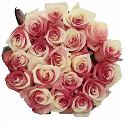 Duhová růže RAINBOW JAPAN 60cm (XXL)