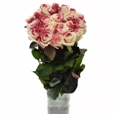 Duhová růže RAINBOW JAPAN 60cm (XXL)