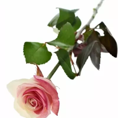 Duhová růže RAINBOW JAPAN 60cm (XXL)