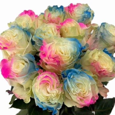 Duhová růže RAINBOW LIGHT BLUE PINK