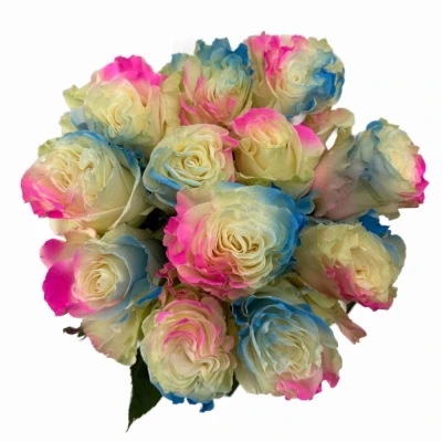 Duhová růže RAINBOW LIGHT BLUE PINK