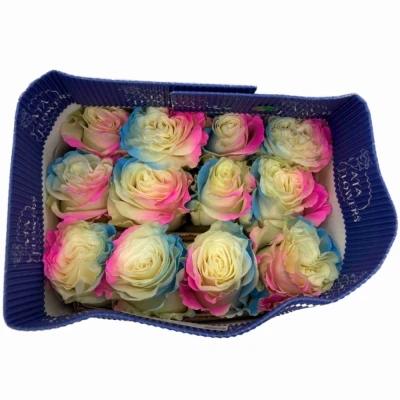 Duhová růže RAINBOW LIGHT BLUE PINK