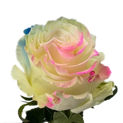 Duhová růže RAINBOW LIGHT BLUE-PINK 60 cm (XXL) EQ