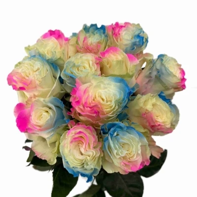 Duhová růže RAINBOW LIGHT BLUE PINK
