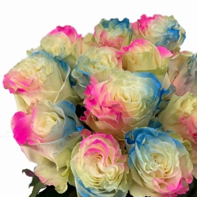 Duhová růže RAINBOW LIGHT BLUE PINK