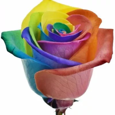 Duhová růže RAINBOW 75cm (M)