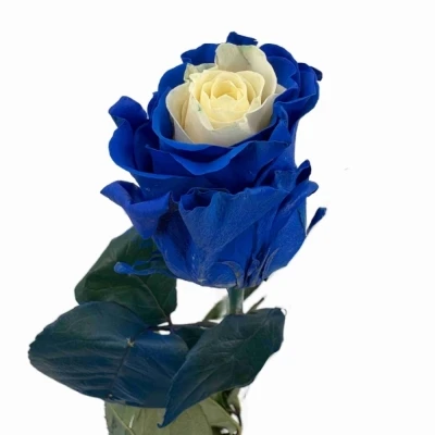 Duhová růže RAINBOW MIX CUP CAKE