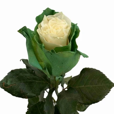 Duhová růže RAINBOW MIX CUP CAKE