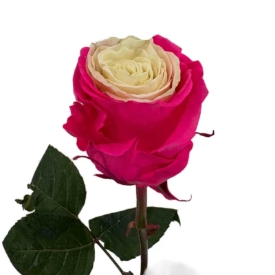 Duhová růže RAINBOW MIX CUP CAKE