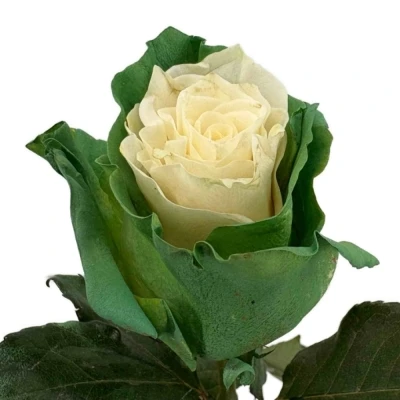 Duhová růže RAINBOW MIX CUP CAKE