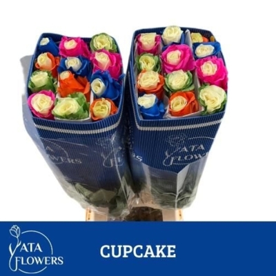 Dúhová ruže RAINBOW MIX CUP CAKE 60 cm (XXL) EQ