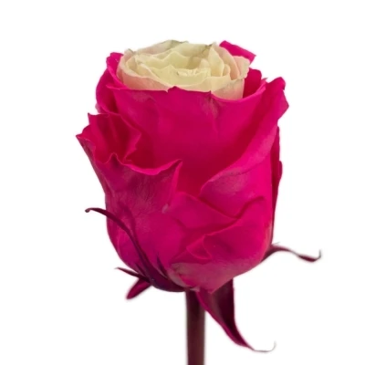 Duhová růže RAINBOW MIX CUP CAKE