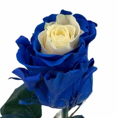 Duhová růže RAINBOW MIX CUP CAKE