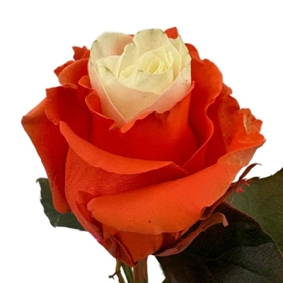 Duhová růže RAINBOW MIX CUP CAKE