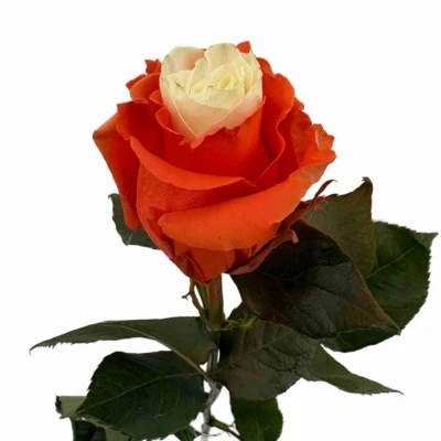 Duhová růže RAINBOW MIX CUP CAKE