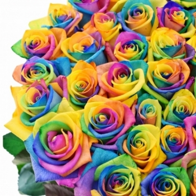 Duhová ruže RAINBOW MOONSTONE 70 cm (XXL) EQ