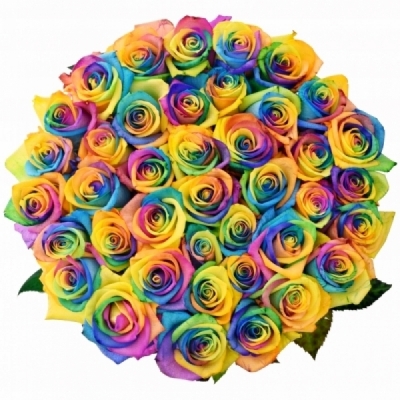 Duhová ruže RAINBOW MOONSTONE 70 cm (XXL) EQ
