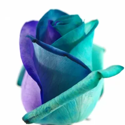 Duhová růže RAINBOW PACIFIC BLUE 75cm (M)