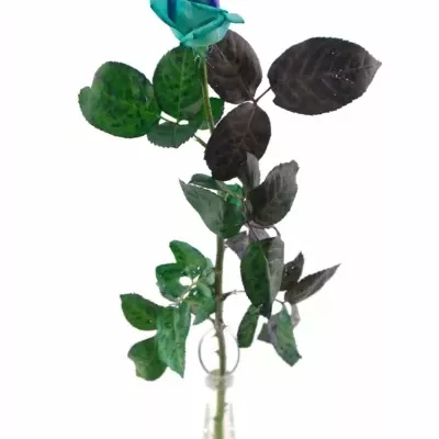 Duhová růže RAINBOW PACIFIC BLUE 80cm (XL)