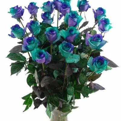 Duhová růže RAINBOW PACIFIC BLUE 80cm (XL)