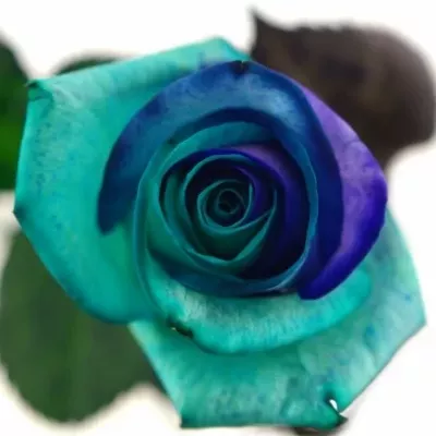 Duhová růže RAINBOW PACIFIC BLUE 80cm (XL)