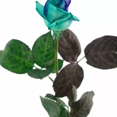 Duhová růže RAINBOW PACIFIC BLUE 80cm (XL)