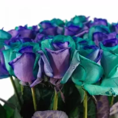 Duhová růže RAINBOW PACIFIC BLUE 80cm (XL)