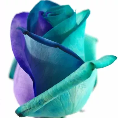 Duhová růže RAINBOW PACIFIC BLUE 80cm (XL)