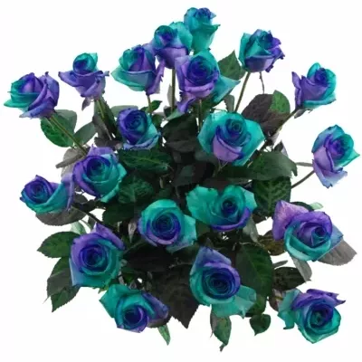 Duhová růže RAINBOW PACIFIC BLUE 80cm (XL)