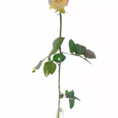 Duhová růže RAINBOW PASTEL