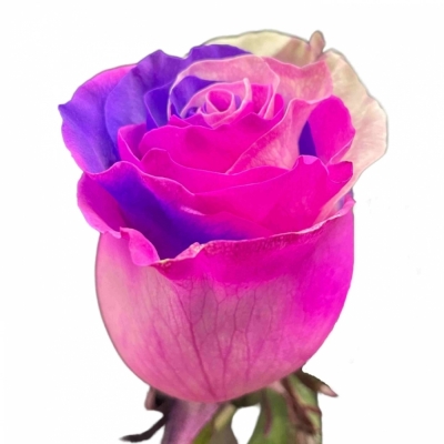 Duhová růže RAINBOW PINK LAVENDER
