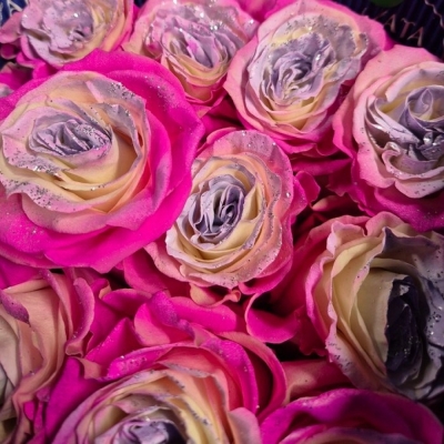 Duhová růže RAINBOW PINK-LAVENDER