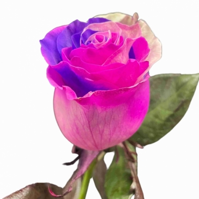 Duhová ruže RAINBOW PINK LAVENDER 70cm (XXL) EQ