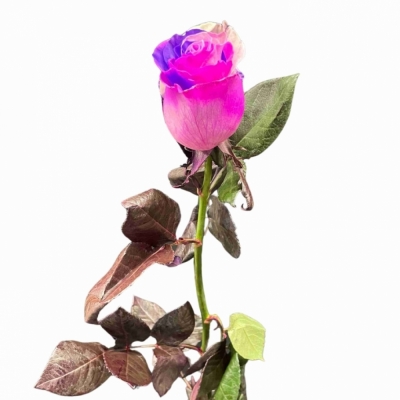 Duhová ruže RAINBOW PINK LAVENDER 70cm (XXL) EQ