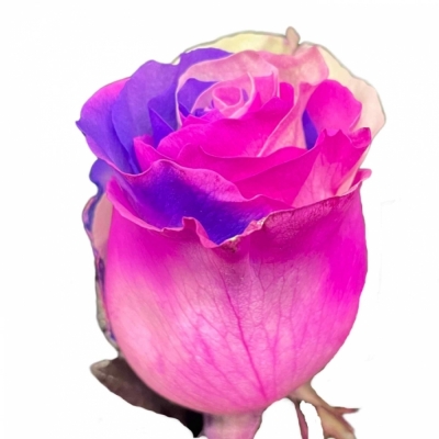 Duhová růže RAINBOW PINK LAVENDER 70cm (XXL) EQ