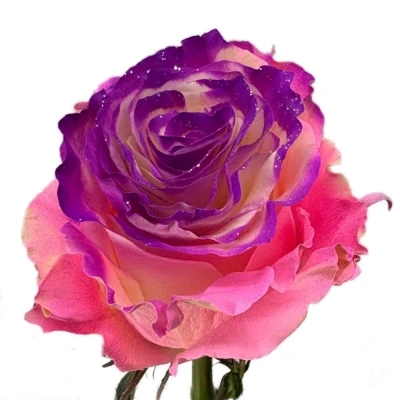 Duhová růže RAINBOW PINK-PURPLE 60 cm (XXL) EQ