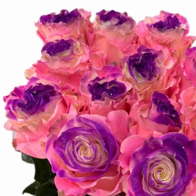 Duhová růže RAINBOW PINK-PURPLE