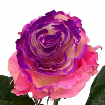 Duhová růže RAINBOW PINK-PURPLE