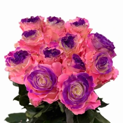 Duhová růže RAINBOW PINK-PURPLE