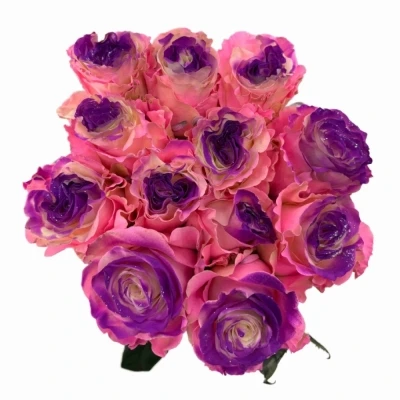 Duhová růže RAINBOW PINK-PURPLE