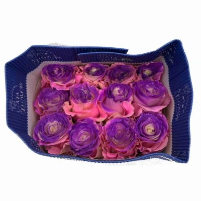 Duhová růže RAINBOW PINK-PURPLE