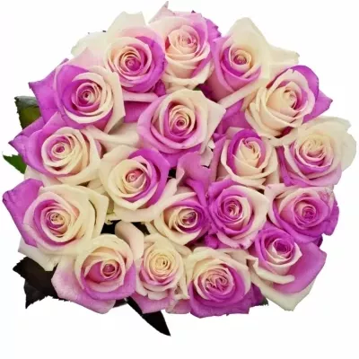 Duhová růže RAINBOW PINKWHITE 60cm (XXL)