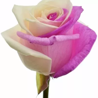Duhová růže RAINBOW PINKWHITE 75cm (M)