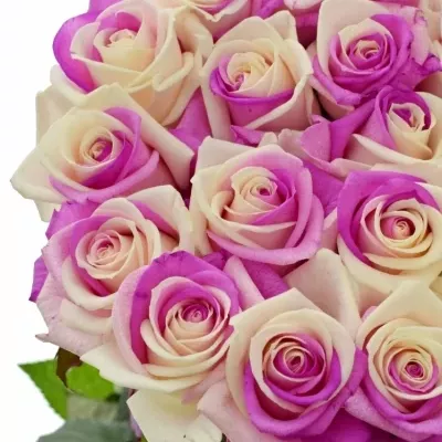 Duhová růže RAINBOW PINKWHITE 60cm (XXL)