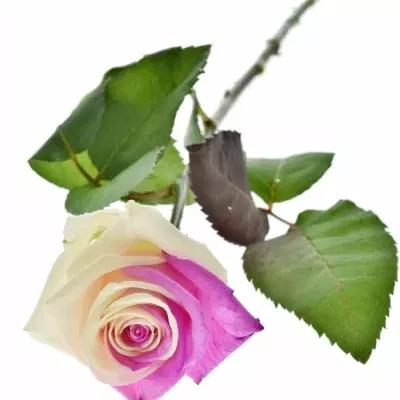 Duhová růže RAINBOW PINKWHITE 60cm (XXL)