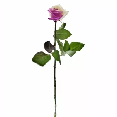 Duhová růže RAINBOW PINKWHITE 60cm (XXL)