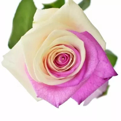 Duhová růže RAINBOW PINKWHITE 60cm (XXL)