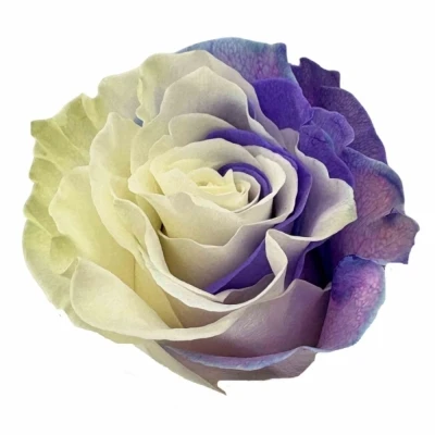 Duhová růže RAINBOW PURPLE AND WHITE