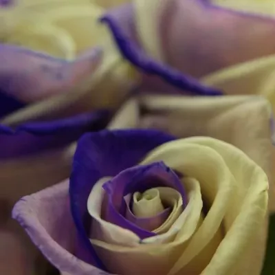 Duhová růže RAINBOW PURPLEWHITE